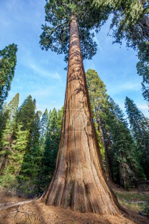 Foto de Árboles gigantes de Sequoia en Kings Canyon National Park en California, Estados Unidos - Imagen libre de derechos
