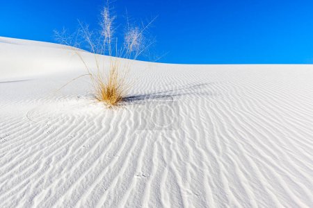Téléchargez les photos : Skunkbush Sumac (Rhus trilobata) sur la dune de sable au monument national White Sands, Nouveau-Mexique, États-Unis. - en image libre de droit