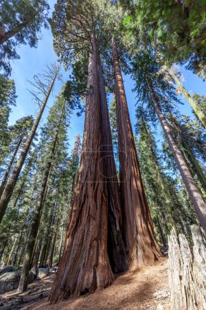 Photo for The Tough Twins Sequoia in Sequoia National Park, California, USA - Royalty Free Image