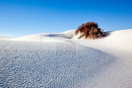 Téléchargez les photos : Skunkbush Sumac (Rhus trilobata) sur la dune de sable au monument national White Sands, Nouveau-Mexique, États-Unis. - en image libre de droit