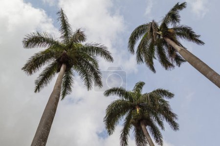 Téléchargez les photos : Recherche de trois cocotiers dans le ciel bleu avec un fond nuageux blanc - en image libre de droit