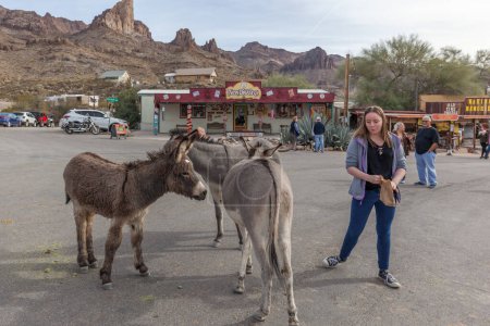 Photo for ARIZONA, USA - DECEMBER 23, 2017: Wild Burros roaming on the street in Oatman. Oatman's most famous attractions are its wild burros, which freely roam on the streets and can be hand-fed hay cubes. - Royalty Free Image