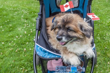 Téléchargez les photos : TORONTO, CANADA - LE 1er JUILLET 2017 : un chien dans la poussette pour animaux de compagnie portant des drapeaux canadiens sur la tête pour célébrer la fête du Canada au parc Queen's à Toronto - en image libre de droit