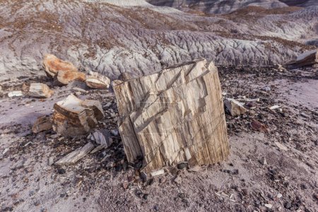 Foto de Petrified Logs with badlands in background in Petrified Forest National Park, Arizona, EE.UU. Parque Nacional Bosque Petrificado es conocido por los fósiles de árboles caídos vividos hace unos 225 millones de años. - Imagen libre de derechos
