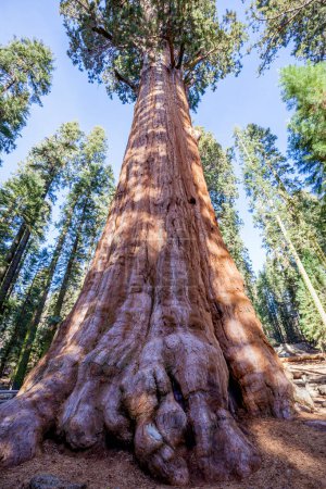 Foto de Secoya gigante en el Parque Nacional Sequoia, California, EE.UU. - Imagen libre de derechos