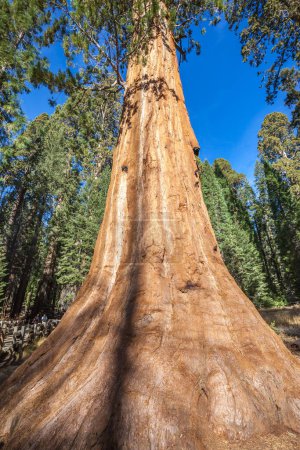 Foto de Secoya gigante en el Parque Nacional Sequoia, California, EE.UU. - Imagen libre de derechos