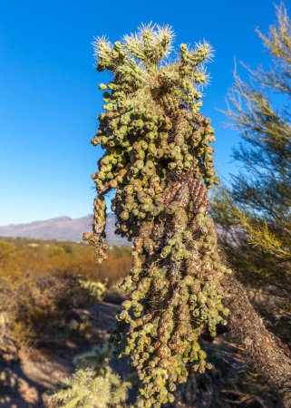 Fruit de l'ours en peluche Cholla (Opuntia bigelovii) dans le parc national du Saguaro, Arizona
