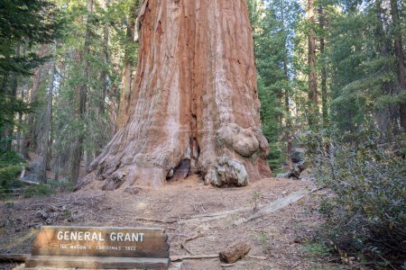 Photo for General Grant tree ("Nation's Christmas Tree") in Kings Canyon National Park, second largest tree in the world. - Royalty Free Image