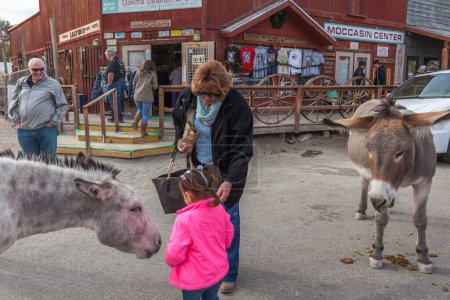Téléchargez les photos : ARIZONA, États-Unis - 23 DÉCEMBRE 2017 : Wild Burros errant dans la rue à Oatman. Les attractions les plus célèbres d'Oatman sont ses burros sauvages, qui errent librement dans les rues et peuvent être nourris à la main cubes de foin. - en image libre de droit