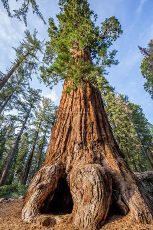 Photo for Giant Sequoia trees in Sequoia National Park, California, USA - Royalty Free Image