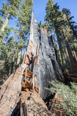 Foto de Tronco de árbol quemado en el Parque Nacional Sequoia, California, EE.UU. - Imagen libre de derechos