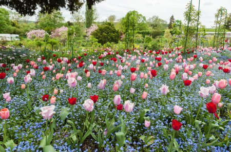 Foto de Giverny, Francia - 9 de mayo: Flores en los jardines de Claude Monet, una famosa casa del pintor impresionista Claude Monet en Giverny situada a 80 km de París. - Imagen libre de derechos