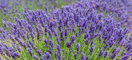 Photo for Lavender flowers and bees close-up - Royalty Free Image
