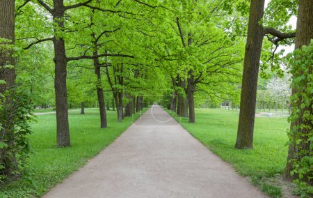 Photo for Trees in Catherine Park in Catherine Park The Catherine Park is an integral part of the royal residence in Tsarskoye Selo, Ssuburb of St. Petersburg - Royalty Free Image