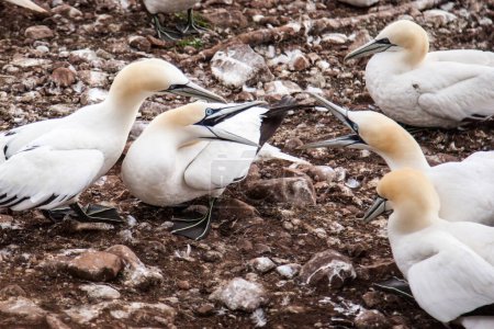 Photo for Northern Gannets on Bonaventure Island near to Perce, Quebec, Gaspe, Canada. Bonaventure Island is home of one of the largest colonies of gannets in the world. - Royalty Free Image