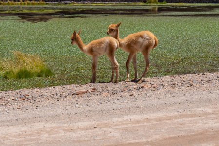 Two vicuna babies at the edge of the water both stare directly into the camera near San Pedro de Atacama, Chile. The vicuna (Lama vicugna) is one of the two wild South American camelids.