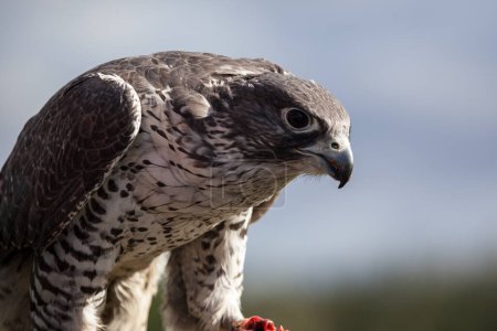 Foto de Gyrfalcon (Falco rusticolus), Alaska - Imagen libre de derechos
