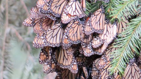 Téléchargez les photos : Papillons monarques eau potable en Tamaulipas, le Mexique - en image libre de droit