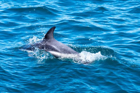 Ein Dusky Delphin (Lagenorhynchus obscurus) taucht im blauen Wasser der Halbinsel Valdes in Argentinien auf. Der Dämmerungsdelfin ist ein Delfin, der in Küstengewässern auf der Südhalbkugel gefunden wird..