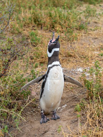 Foto de Un pingüino magallánico que llama a la reserva natural Punta Tombo cerca de Puerto Madryn, Argentina. Los pingüinos magallánicos realizan una variedad de vocalizaciones. - Imagen libre de derechos