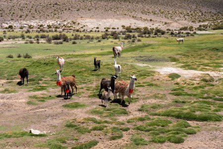 Group of the decorated llamasa (Lama glama) with different sizes and colors on the meadow in Altiplano, Bolivia. The llama (Lama glama) is a domesticated South American camelid.