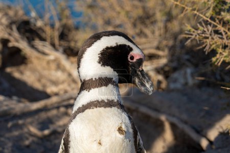 Gros plan d'un pingouin de Magellan à Punta Norte, Argentine. Le manchot de Magellan (Spheniscus magellanicus) est un pingouin sud-américain..