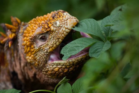 Foto de Iguana terrestre de Galápagos comiendo hojas en las Islas Galápagos, Ecuador, Pacífico, América del Sur - Imagen libre de derechos