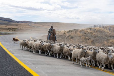 Foto de Stock Photo ID: 2281492827Patagonia, Chile - 6 de febrero de 2023: Un pastor a caballo conduce un rebaño de ovejas de regreso a la granja en la carretera que cruza el desierto de Atacama en Patagonia, Chile. - Imagen libre de derechos