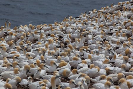Téléchargez les photos : Northern Gannets on Bonaventure Island near to Perce, Quebec, Gaspe, Canada. L'île Bonaventure abrite l'une des plus grandes colonies de frelons au monde. - en image libre de droit