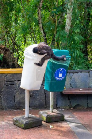 Téléchargez les photos : Un singe capucin noir (Sapajus nigritus) tente d'ouvrir une poubelle blanche dans le parc national d'Iguazu, Puerto Iguazu, Argentine. Le capucin noir est un singe capucin de la forêt atlantique. - en image libre de droit