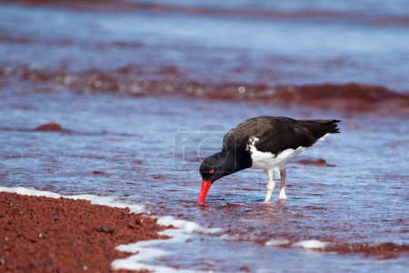 American Oystercatcher looking for food on the beach at Galapagos Islands, Ecuador 