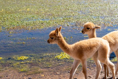 Vicuna-Babys am Rande des Wassers starren beide direkt in die Kamera in der Nähe von San Pedro de Atacama, Chile. Der Vicuna (Lama vicugna) ist eines der beiden wilden südamerikanischen Kameliden.