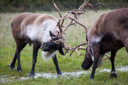Dos combates caribales en Alaska, EE.UU. El reno, también conocido como caribú en América del Norte, es una especie de ciervo.