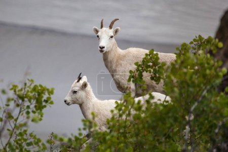 Mountain goats (Oreamnos americanus) along Seward highway, Alaska