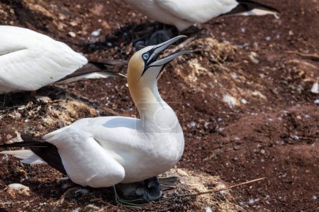 A Northern Gannet on Bonaventure Island, Perce, Gaspe, Quebec, Canada. Bonaventure Island is home of one of the largest colonies of gannets in the world.
