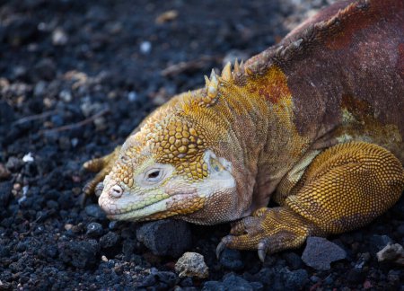Photo for Head of land iguana, Galapagos Islands, Ecuador, Pacific, South America - Royalty Free Image