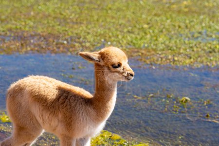 Photo for A vicuna baby at the edge of the water near San Pedro de Atacama, Chile. The vicuna (Lama vicugna) is one of the two wild South American camelids. - Royalty Free Image