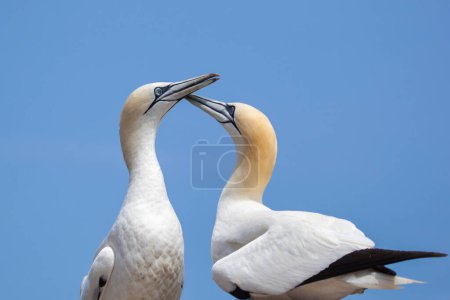 Northern Gannet pair on Bonaventure Island near to Perce, Quebec, Gaspe, Canada. Bonaventure Island is home of one of the largest colonies of gannets in the world.