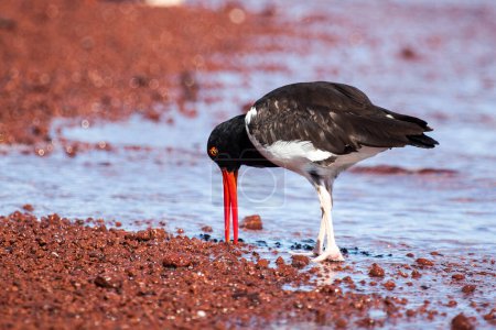 American Oystercatcher looking for food on the beach at Galapagos Islands, Ecuador