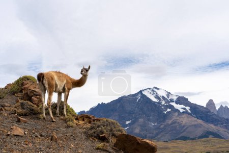 Téléchargez les photos : Un Guanaco debout sur la colline avec les montagnes en arrière-plan dans le parc national du Paine, Chili. Le Guanaco (Lama guanicoe) est l'un des deux camélidés sauvages d'Amérique du Sud. - en image libre de droit
