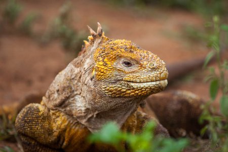 Foto de Jefe de iguana terrestre, Islas Galápagos, Ecuador, Pacífico, Sudamérica - Imagen libre de derechos