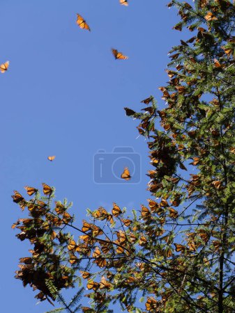 Téléchargez les photos : Papillons monarques sur branche d'arbre en fond bleu ciel, Michoacan, Mexique - en image libre de droit