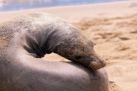 Téléchargez les photos : Otarie sur la plage des îles Galapagos, Équateur - en image libre de droit