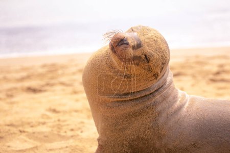 Téléchargez les photos : Un lion de mer joue au sable sur la plage, îles Galapagos, Équateur - en image libre de droit