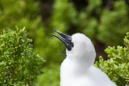 Red-Footed booby chick, Galapagos Islands, Ecuador