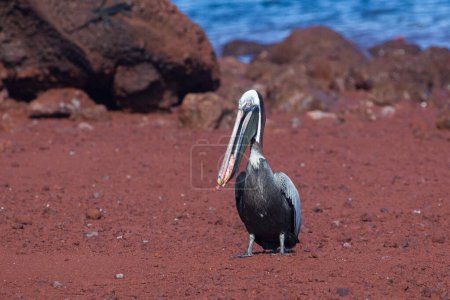 Téléchargez les photos : Pélican brun (Pelecanus occidentalis) sur la plage des îles Galapagos, Équateur, Pacifique, Amérique du Sud - en image libre de droit
