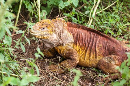 Foto de Iguana terrestre de Galápagos, Islas Galápagos, Ecuador - Imagen libre de derechos
