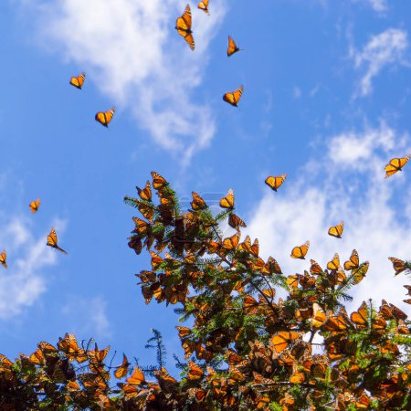 Téléchargez les photos : Papillons monarques sur branche d'arbre en fond bleu ciel, Michoacan, Mexique - en image libre de droit