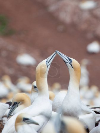 Photo for Northern Gannet pairs on Bonaventure Island near to Perce, Gaspe, Quebec, Canada. - Royalty Free Image