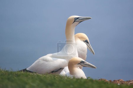 Photo for Northern Gannets on Bonaventure Island near to Perce, Quebec, Gaspe, Canada. Bonaventure Island is home of one of the largest colonies of gannets in the world. - Royalty Free Image